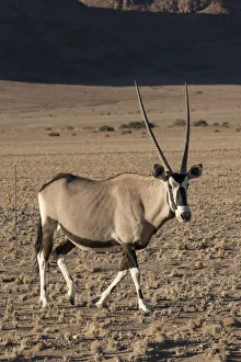 Namibia. A pregnant female Oryx, Oryx gazella, walks while cautiously watching observers Namibia. A pregnant female Oryx, Oryx gazella, walks while cautiously watching observers