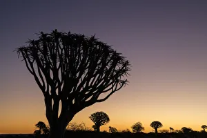 Namibia. A Quiver tree, actually a giant aloe, aloe dichotoma, stands silhouetted Namibia. A Quiver tree, actually a giant aloe, aloe dichotoma, stands silhouetted