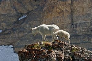 Nanny Mountain Goat and Kid, Oreamnos Americanus, on rocky ledge, Mount Timpanogas Wilderness Nanny Mountain Goat and Kid, Oreamnos Americanus, on rocky ledge, Mount Timpanogas Wilderness