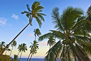 Nanuku Levu, Fiji Islands palm trees with coconuts, Fiji, South Pacific, Oceania Nanuku Levu, Fiji Islands palm trees with coconuts, Fiji, South Pacific, Oceania