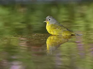 Nashville Warbler (Vermivora ruficapilla), adult bathing in pond, Hill Country, Texas Nashville Warbler (Vermivora ruficapilla), adult bathing in pond, Hill Country, Texas