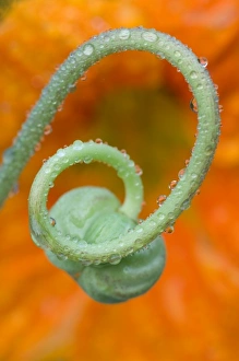 Colorful Plant Life Prints: Nasturtium curl with rain