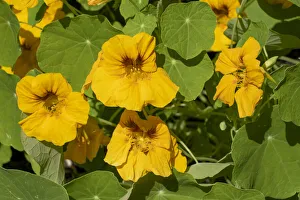 Nasturtiums growing in and around a plant cage Nasturtiums growing in and around a plant cage