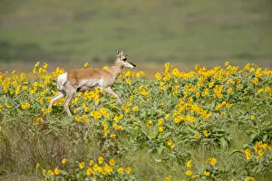 National Bison Range, Montana, USA. Pronghorn doe with a yellow ear tag walking in National Bison Range, Montana, USA. Pronghorn doe with a yellow ear tag walking in