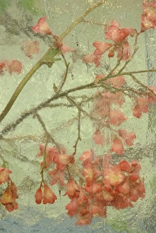 Pentstemon Flower Print Behind Glass