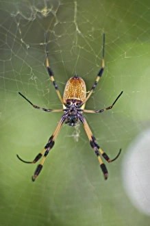 Nature Print: Flora in a Spider's Web