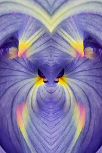 Blue Purple Flowers Prints: Abstract Iris flowers