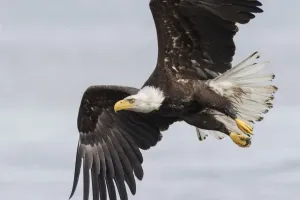 Bald Eagle Print (Nature)