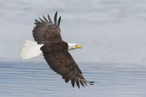 Eagle In Flight Photos Prints: Bald eagle flying