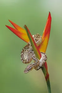 Ball python Print (Nature)