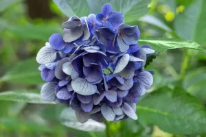 Flora Photography Prints: Blue bigleaf hydrangea