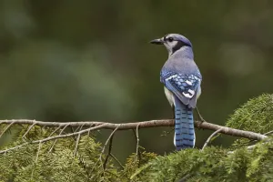 Blue Jay Bird Prints: Blue jay