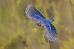 Blue Jay Flying Print