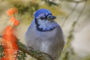 Avian Photography Prints: Blue jay in winter