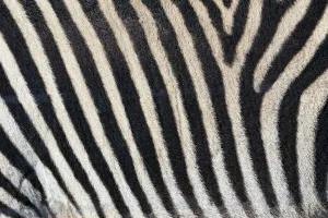 Burchells Zebra Prints: Burchells zebra pattern of black and white stripes