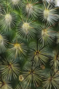 Desert Plant Photography Prints: Pattern of small cactus spines