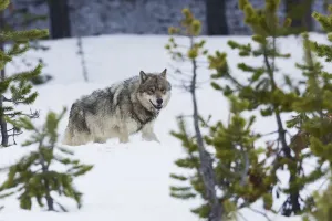 Gray Wolf Print
