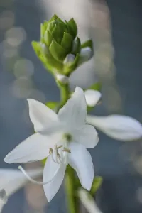 White Flower Garden Prints: Hosta bloom