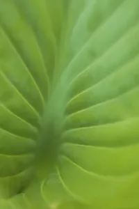 Danita Delimont Photoshoots Prints: Hosta leaf detail