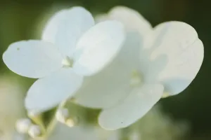 Hydrangea Bloom Print