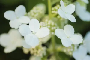 Nature Abstract Photography Prints: Hydrangea bloom