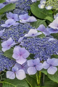 Lacecap Hydrangea Print