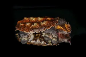Mata Mata Turtle Print, South American Species Reflected