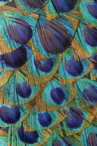 Colorful Bird Photography Prints: Pattern in peacock feathers
