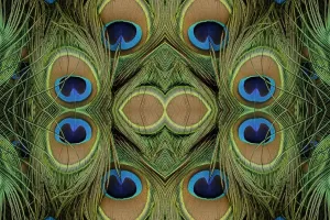 Peacock Feathers Prints: Peacock feathers