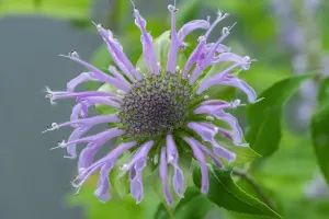 Purple Blooming Plants Prints: Purple beebalm
