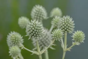 Selective Focus Nature Prints: Rattlesnake master, button snake-root