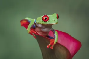 Agalychnis Callidryas Prints: Red-eyed tree frog
