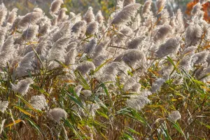 Reedgrass Print: Wind-Blown Landscape