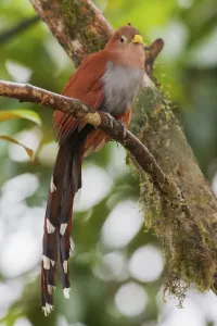 Squirrel Cuckoo Print