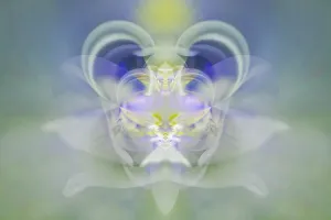 Star Of Bethlehem Flower Prints: Star of Bethlehem
