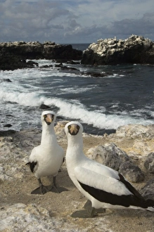 Nazca Boobies, (formerly Masked booby) (Sula granti) Punta Cevallos, Espanola or Hood Island Nazca Boobies, (formerly Masked booby) (Sula granti) Punta Cevallos, Espanola or Hood Island
