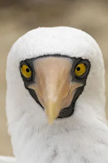 Nazca booby close-up. Genovesa Island, Galapagos Islands, Ecuador Nazca booby close-up. Genovesa Island, Galapagos Islands, Ecuador