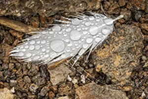 Nazca booby feather on ground with water drops. Genovesa Island, Galapagos Islands, Ecuador Nazca booby feather on ground with water drops. Genovesa Island, Galapagos Islands, Ecuador