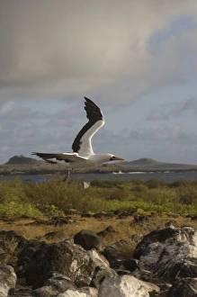 Nazca Booby, (formerly Masked booby) (Sula granti) Punta Cevallos, EspaaAAola Nazca Booby, (formerly Masked booby) (Sula granti) Punta Cevallos, EspaaAAola