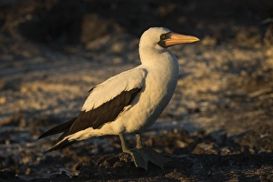Nazca Booby(Sula granti) GALAPAGOS ISLANDS, ECUADOR. South America Nazca Booby(Sula granti) GALAPAGOS ISLANDS, ECUADOR. South America