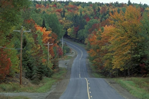 Near Patten, ME. Northern Forest. Fall foliage lines the road Near Patten, ME. Northern Forest. Fall foliage lines the road