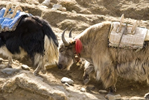 Nepal. Yak move along the Everest Base Camp Trail in Nepal Nepal. Yak move along the Everest Base Camp Trail in Nepal