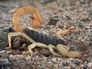 NEVADA. USA. Desert hairy scorpion (Hadrurus arizonensis). Great Basin NEVADA. USA. Desert hairy scorpion (Hadrurus arizonensis). Great Basin