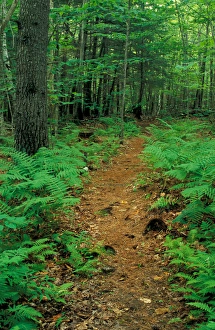 New Gloucester, ME Ferns border this trail in the forest behind the Sabbathday New Gloucester, ME Ferns border this trail in the forest behind the Sabbathday