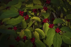 Cape May Green Leaves and Red Berries Print