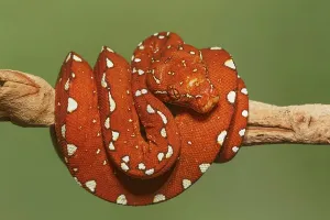 Green Tree Python Prints: Red morph of green tree python