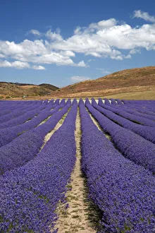 New Zealand Alpine Lavender, near Twizel, Mackenzie Country, Canterbury, South Island New Zealand Alpine Lavender, near Twizel, Mackenzie Country, Canterbury, South Island