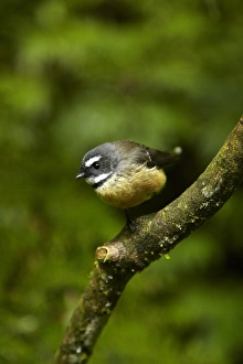 New Zealand fantail (Rhipidura fuliginosa), Hunua Ranges, Auckland, North Island New Zealand fantail (Rhipidura fuliginosa), Hunua Ranges, Auckland, North Island