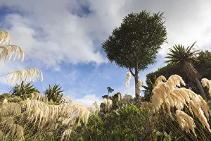 New Zealand, North Island, North Egmont, Egmont National Park, landscape New Zealand, North Island, North Egmont, Egmont National Park, landscape