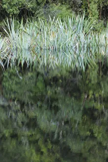 New Zealand, South Island, West Coast, Fox Glacier Village, Lake Matheson, reflection New Zealand, South Island, West Coast, Fox Glacier Village, Lake Matheson, reflection